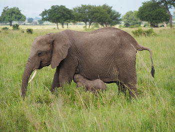 Elephants on grassy field