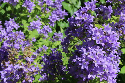 Close-up of purple flowering plants