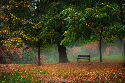 Trees in park during autumn