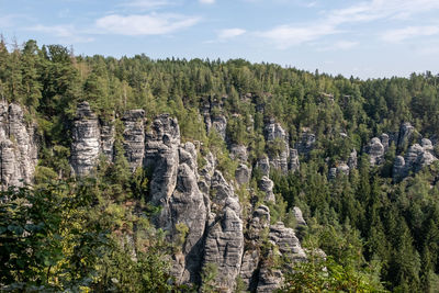 Panoramic view of trees and forest against sky