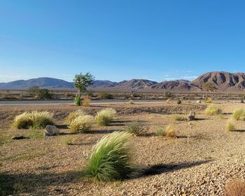 Scenic view of landscape against clear blue sky