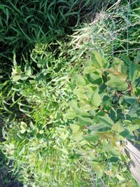 High angle view of plants growing on land