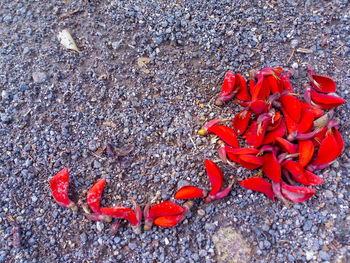 High angle view of red flower on sand