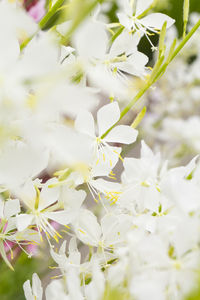 Close-up of white flowering plant