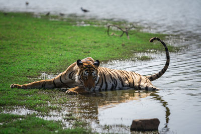 Elephant in a lake