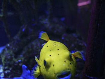 Close-up of fish swimming in aquarium