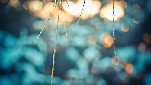 Close-up of plant against blurred background