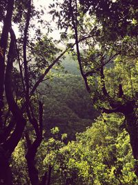 Trees growing in forest