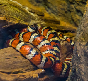 Close-up of lizard on rock at zoo