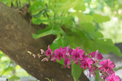 Close-up of pink flowering plant