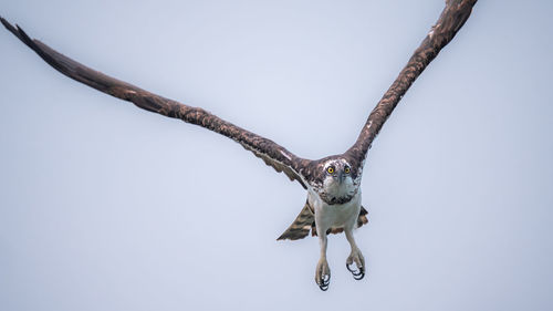 Low angle view of a bird flying