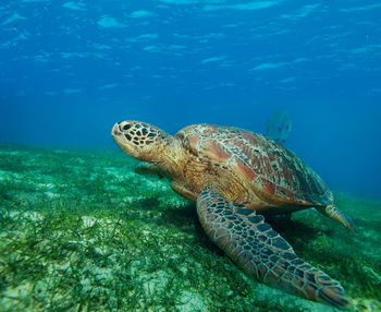 Turtle swimming in sea