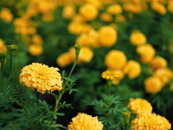 Close-up of yellow flowers blooming outdoors