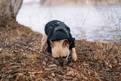 French bulldog dog playing with stick by the lake in the park 