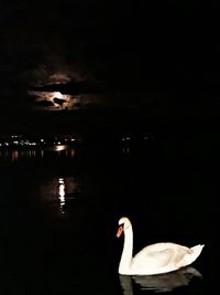 Swan swimming in lake at night