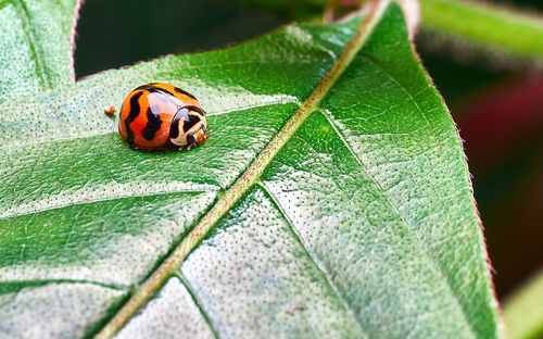 Close-up of ladybug on leaf