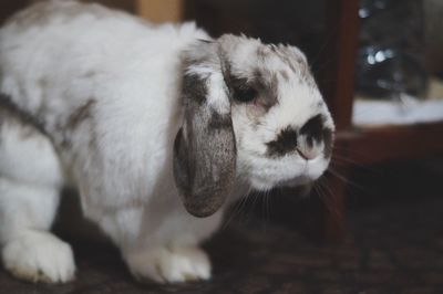 Close-up of a rabbit