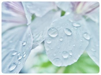 Close-up of water drops on leaf