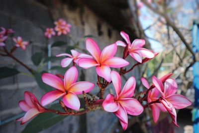 Close-up of pink flowers blooming outdoors