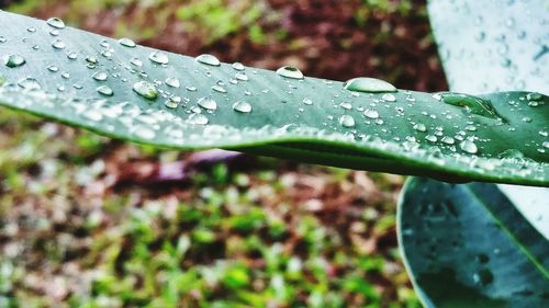 Close-up of wet spider web on plant