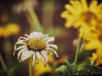 Close-up of wilted flower