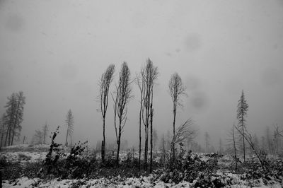 Plants on snow covered field against sky