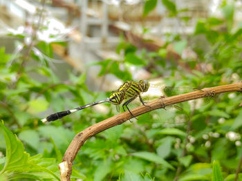 Butterfly on leaf