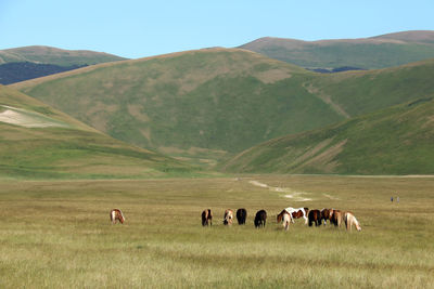 Horses grazing in a field