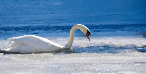 Close-up of swan swimming on lake