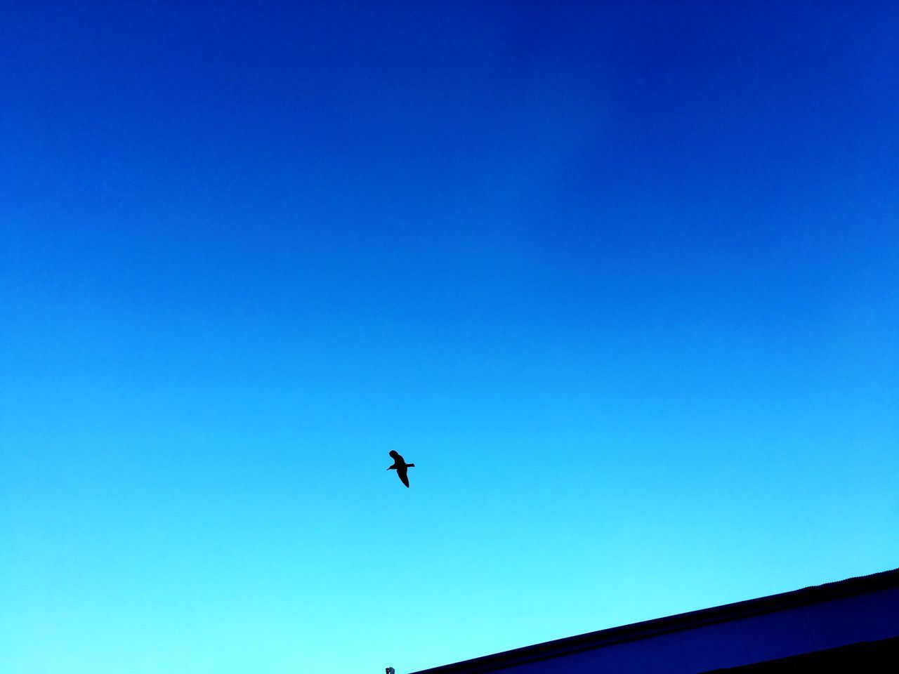 flying, low angle view, clear sky, bird, blue, mid-air, spread wings, no people, outdoors, day, sky, nature, beauty in nature