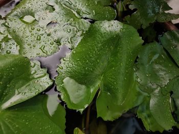 Full frame shot of wet leaves