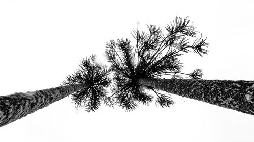 Low angle view of palm tree against clear sky
