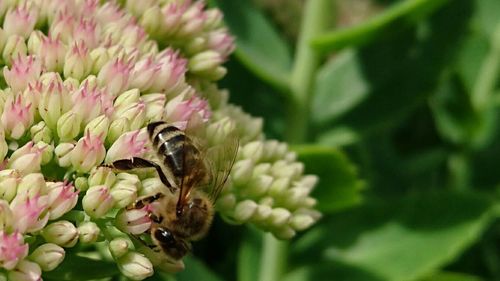 Close-up of bee on pink flower