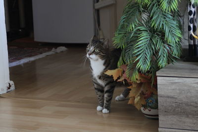 Portrait of cat on hardwood floor