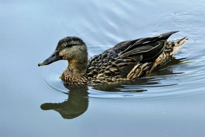 Female mallard duck swimming in maxwell park pond.