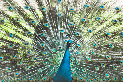 Close-up of peacock