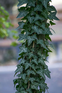 Close-up of fresh green plant