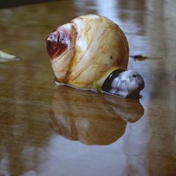 Close-up of turtle swimming in water