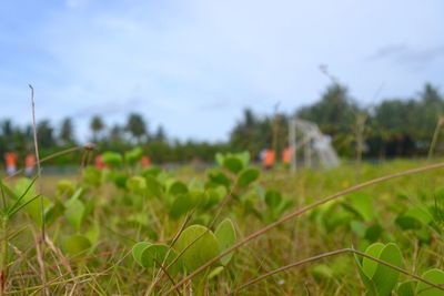 Close-up of fresh green grass in field against sky