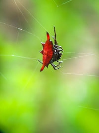 Close-up of spider on web