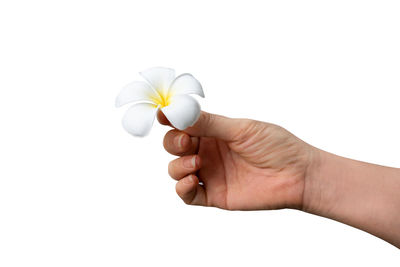 Close-up of hand holding white rose