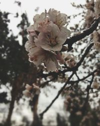 Close-up of pink flowers on branch