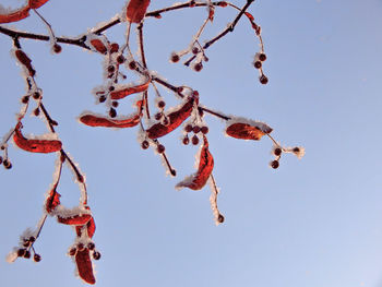 Low angle view of tree branches