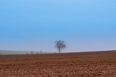 Scenic view of field against clear blue sky