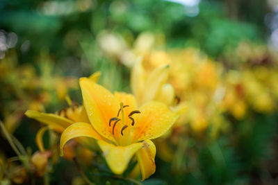 Close-up of yellow flowering plant