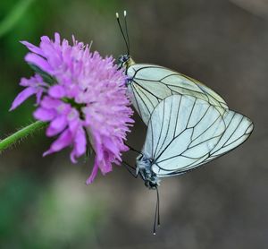 Close-up of butterfly on flower