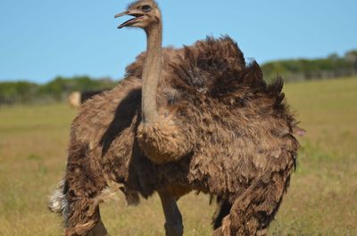 Close up of an animal on field