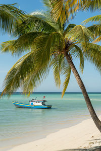 Palm tree at beach against clear sky