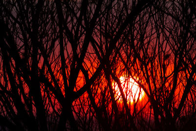 Low angle view of silhouette trees against sky at night