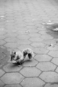 High angle view of animal on footpath